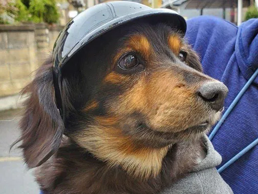 愛犬ネロの現場監督